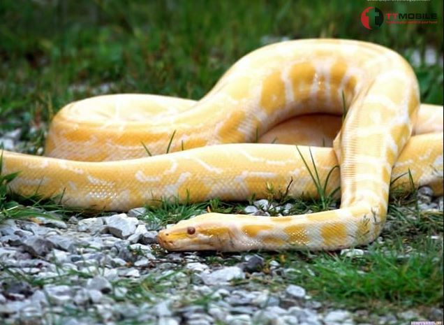 Chiêm bao thấy hai con rắn vàng là điềm lành