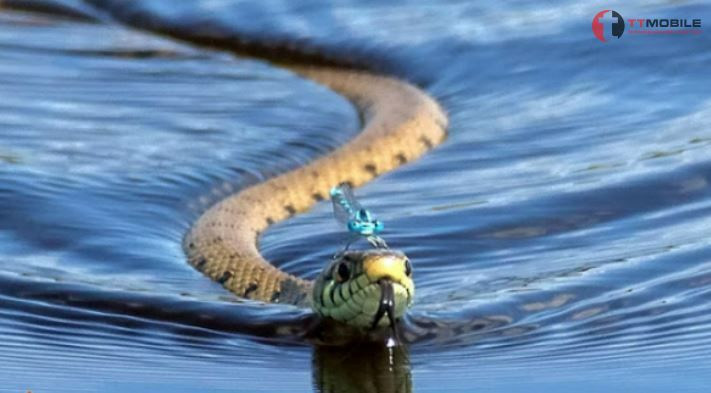 Giấc mơ về rắn dưới nước là điềm lành tới cho bạn