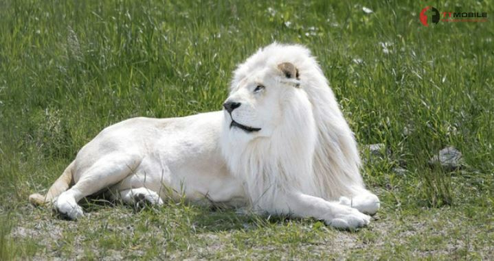 Nằm mơ thấy sư tử trắng có ý nghĩa gì?