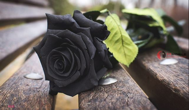 Nằm mơ thấy hoa hồng đen
