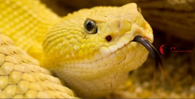 Nằm mơ thấy rắn vàng cắn cho thấy sự cố chấp bảo thủ bên trong bạn và bạn cần học cách lắng nghe hơn