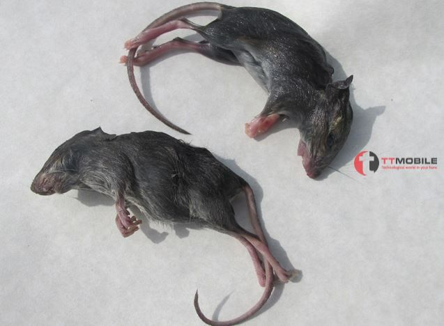 Ngủ mơ thấy chuột chết có ý nghĩa gì