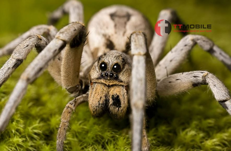 Mơ thấy nhện khổng lồ có ý nghĩa gì - Con nhện số mấy