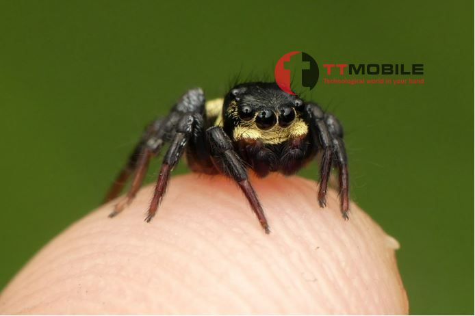 Nếu bạn nằm mơ thấy nhện đen thì nên chú ý vấn đề về sức khỏe nhé