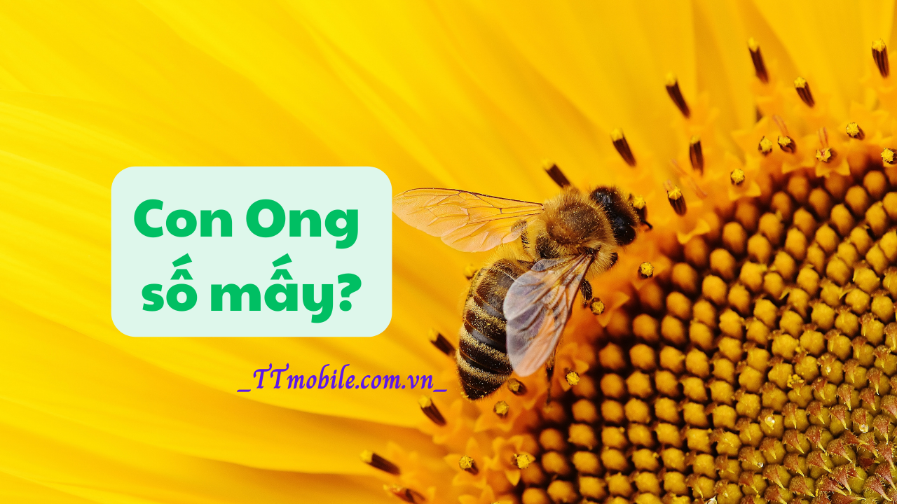 Con ong số mấy? Giải mã 8 điều về con ong mới nhất